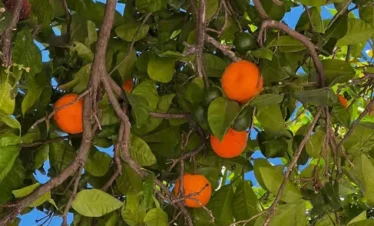 7 Days Grand Tour from Marrakech to Tanger via Desert and Fes