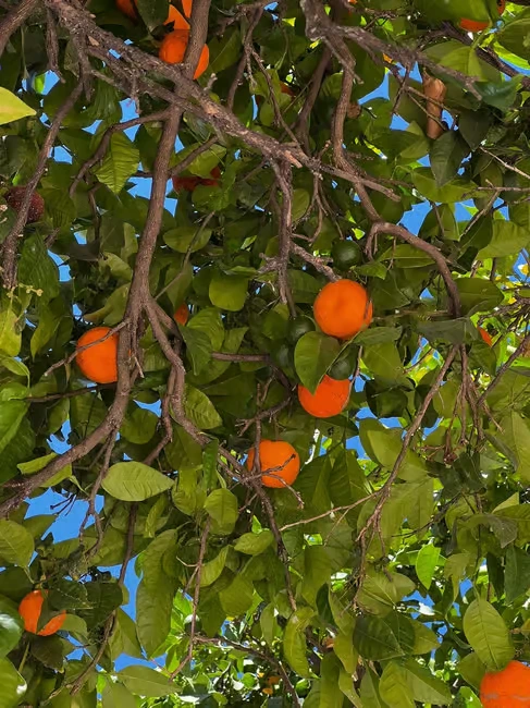 7 Days Grand Tour from Marrakech to Tanger via Desert and Fes