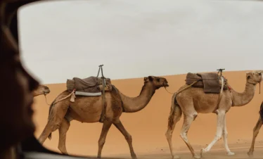 2 Days Tour from Marrakech: Ouarzazate, Kasbah Ait Benhaddou, and Oasis Fint