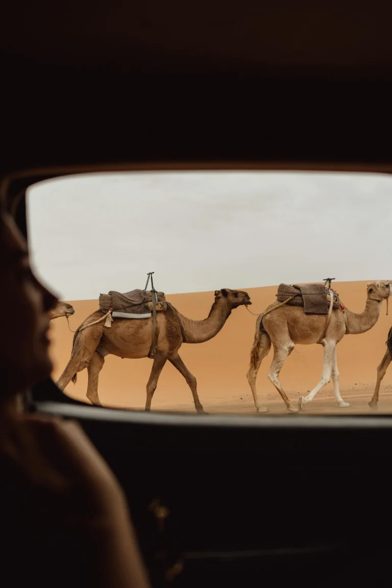 2 Days Tour from Marrakech: Ouarzazate, Kasbah Ait Benhaddou, and Oasis Fint