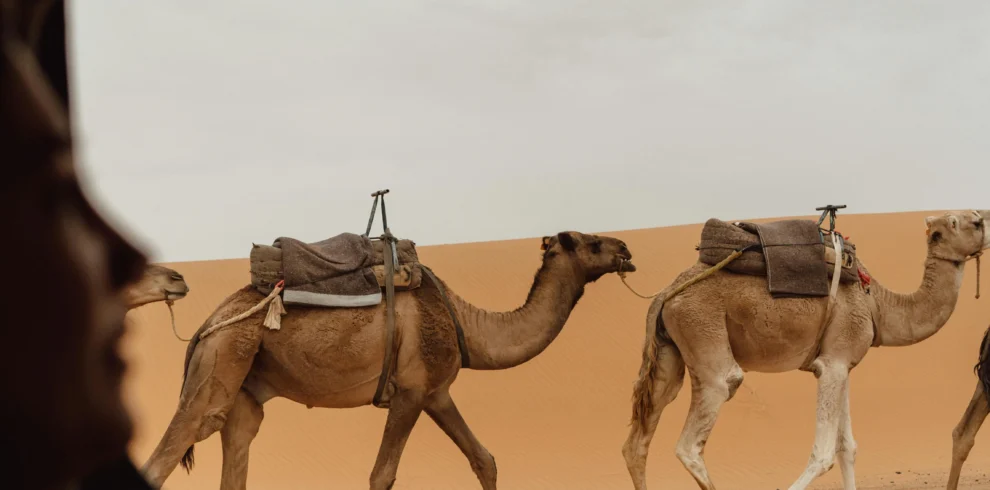 2 Days Tour from Marrakech: Ouarzazate, Kasbah Ait Benhaddou, and Oasis Fint