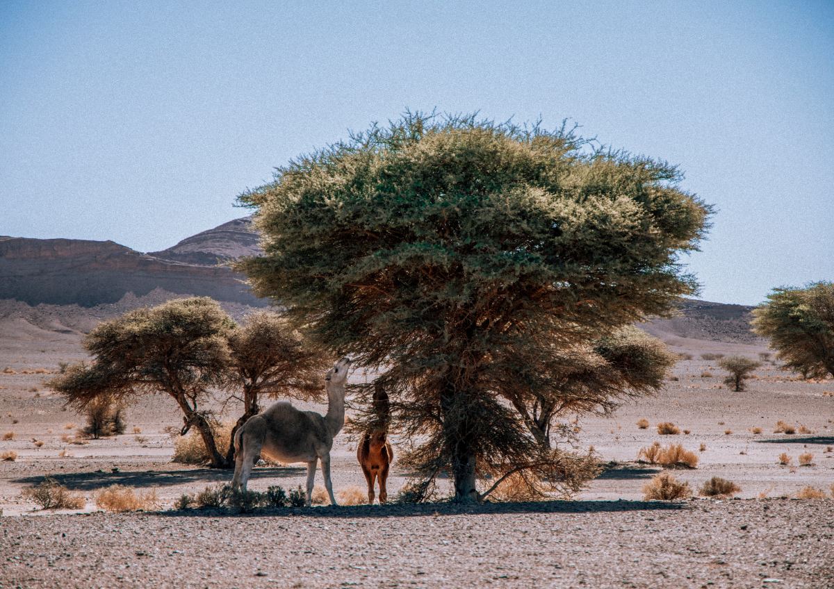 Morocco geology tours through dramatic rock strata volcanic formations and Saharan fossil beds